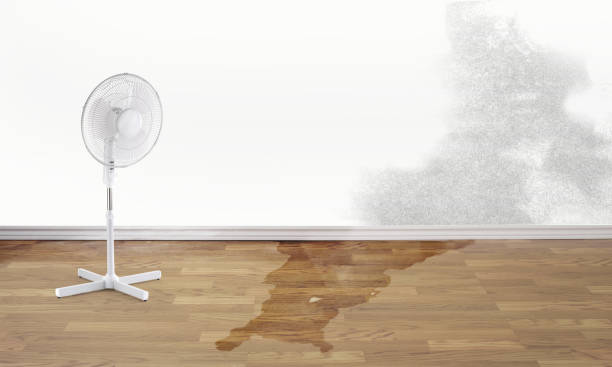 Best Carpet water damage restoration  in Avondale, AZ